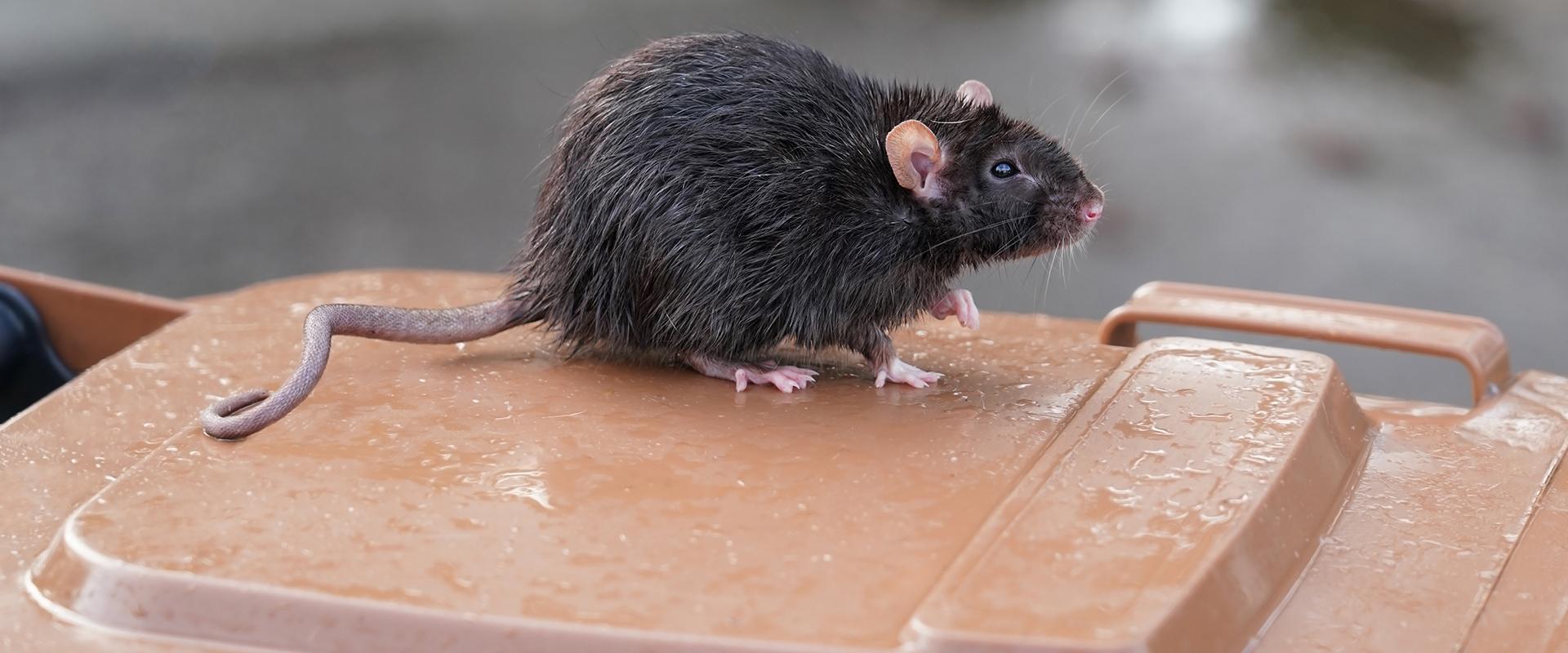 rat on trash bin lid