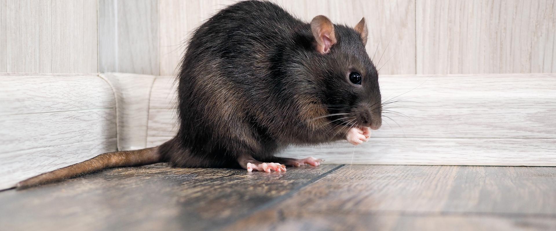 A Guide To Roof Rat Identification Prevention In NJ Amco Pest Solutions