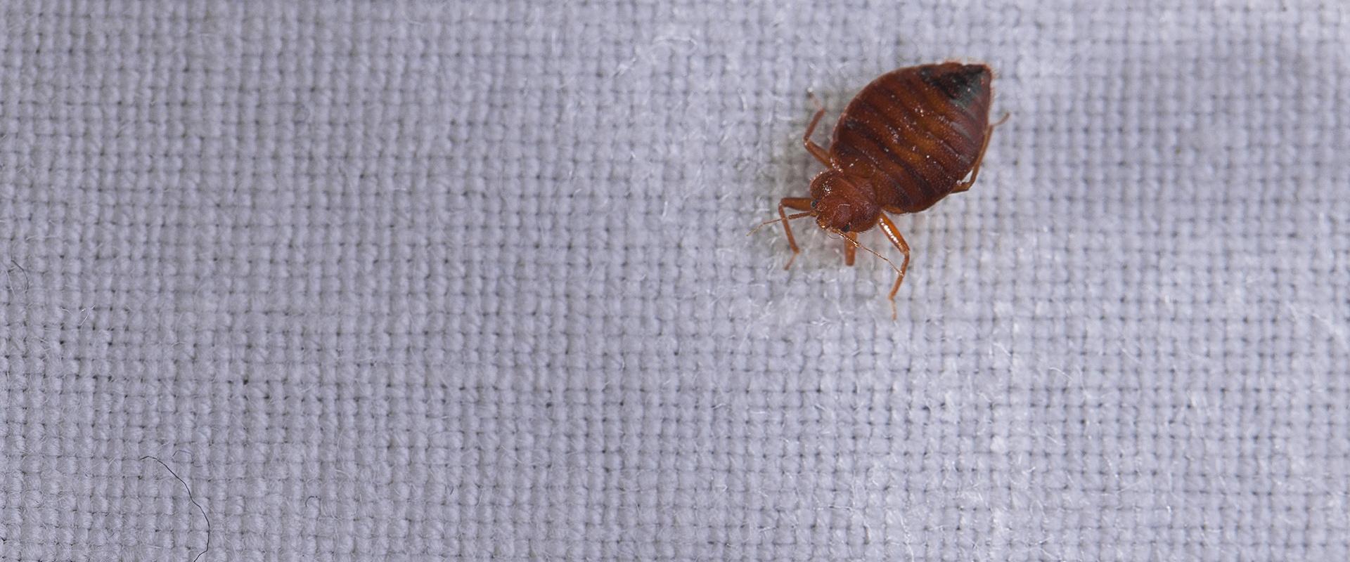 a bed bug on a sheet