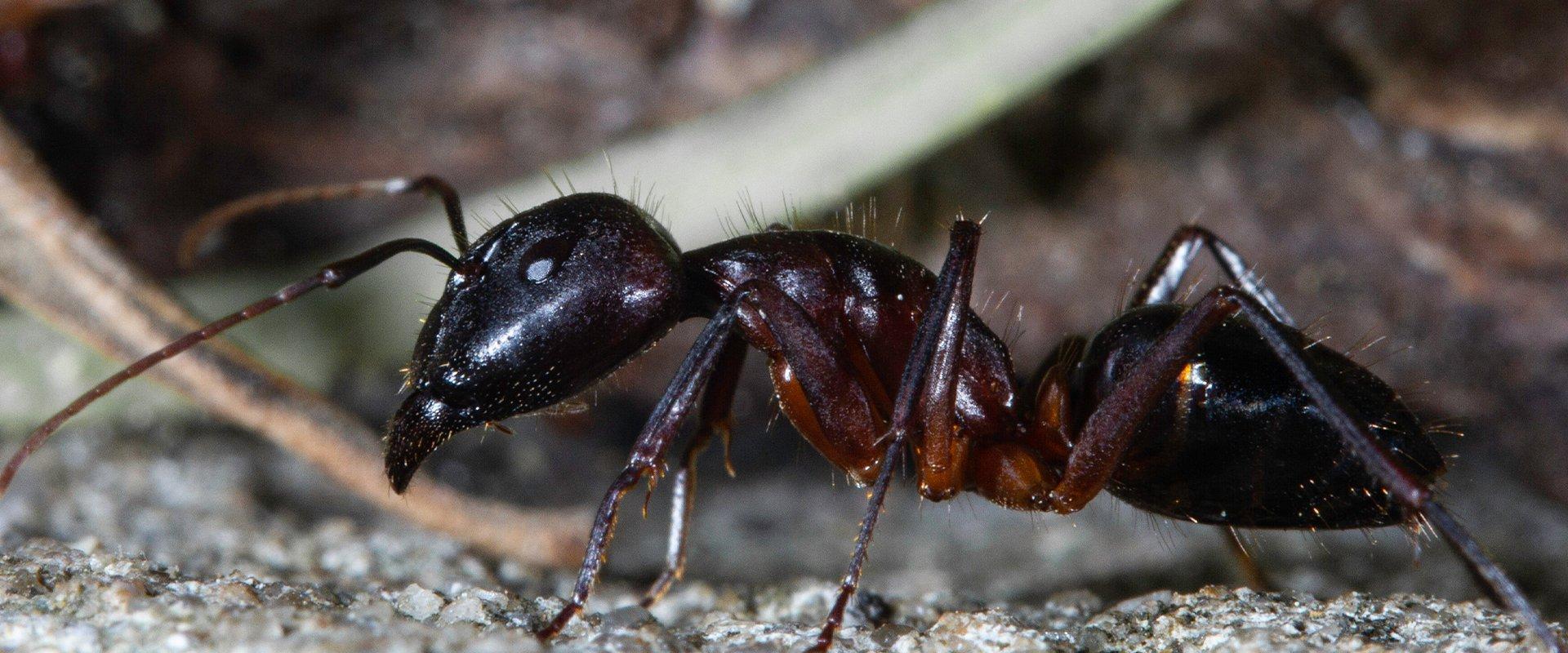 How Do I Tell If The Ants In My New Jersey Home Are Dangerous?