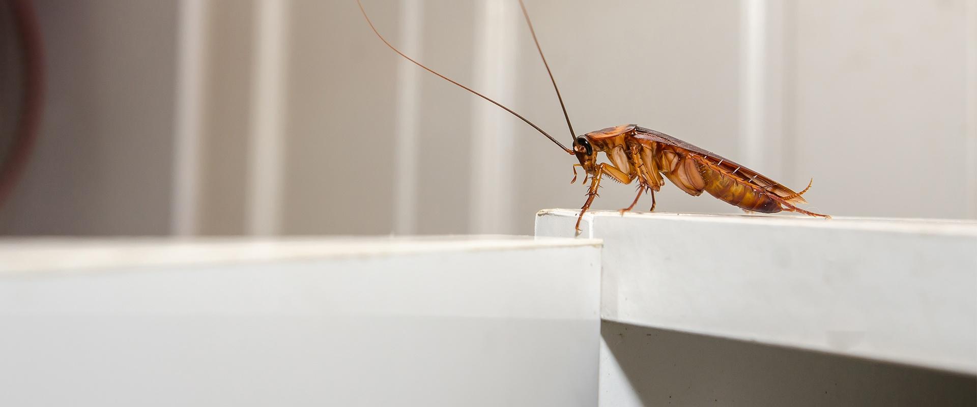 a cockroach on a bathroom sink