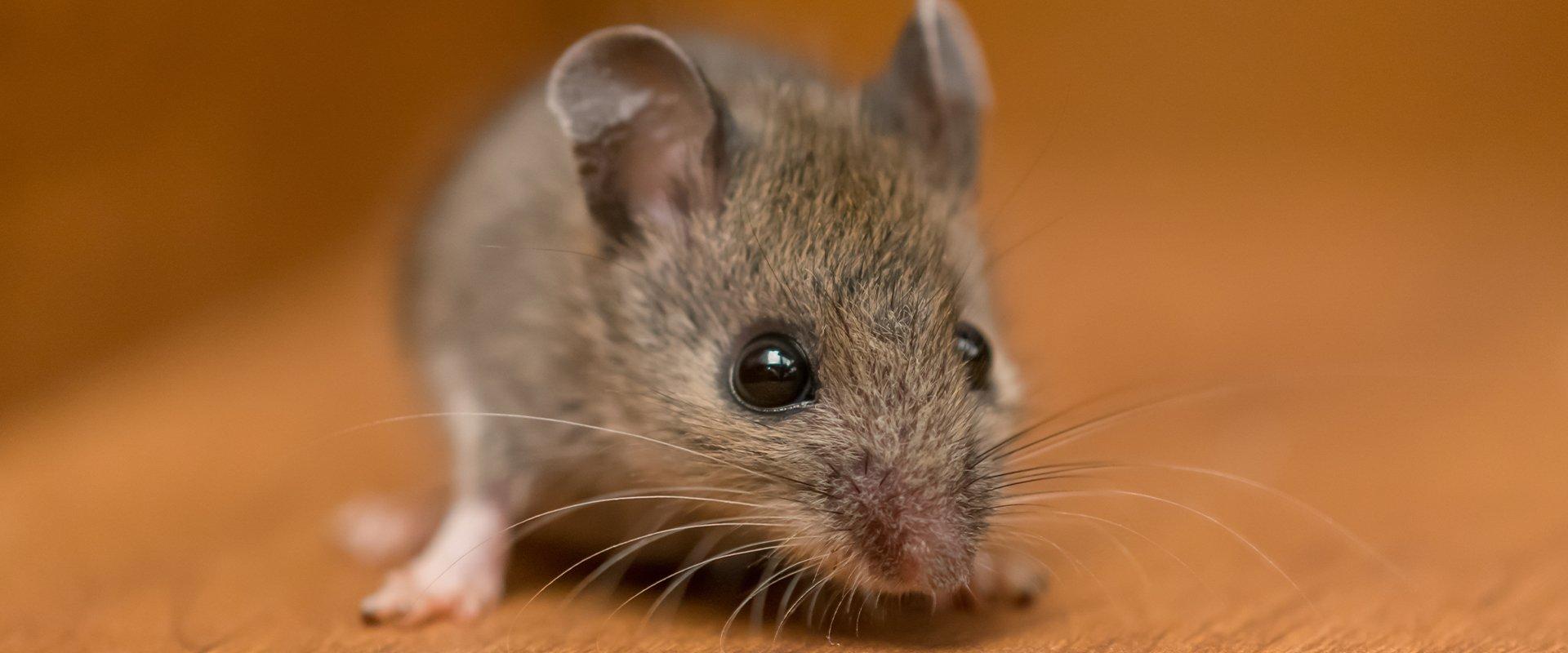 What The Experts Want You To Know About Mice In Your New Jersey Home