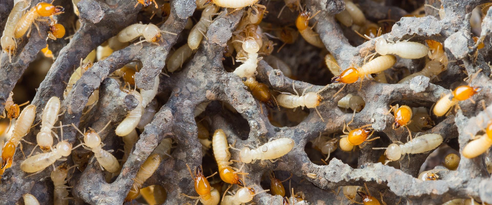 a termite colony crawling on damaged wood