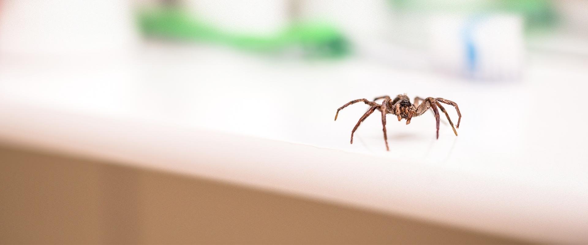 a spider crawling on a counter top