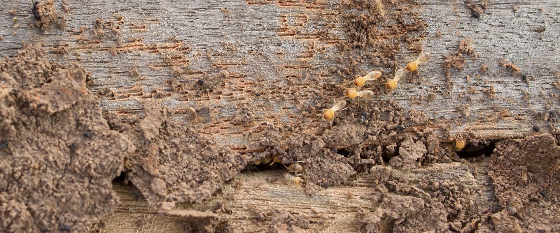 termites burrowing under a house