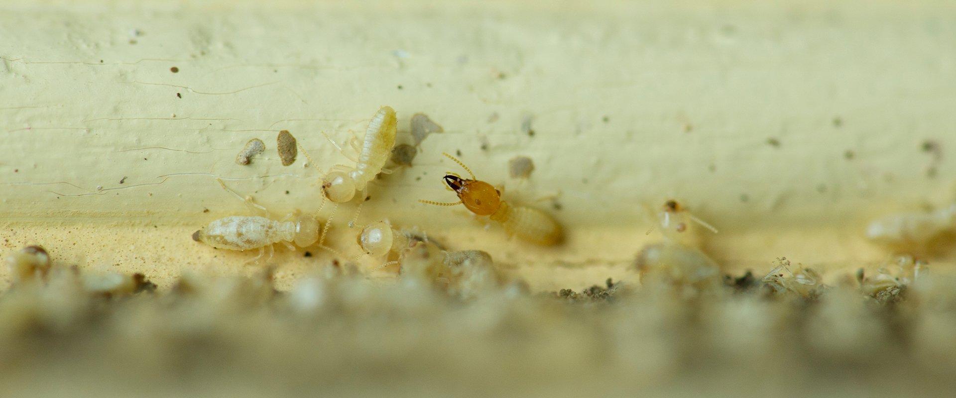 termites eatig wood