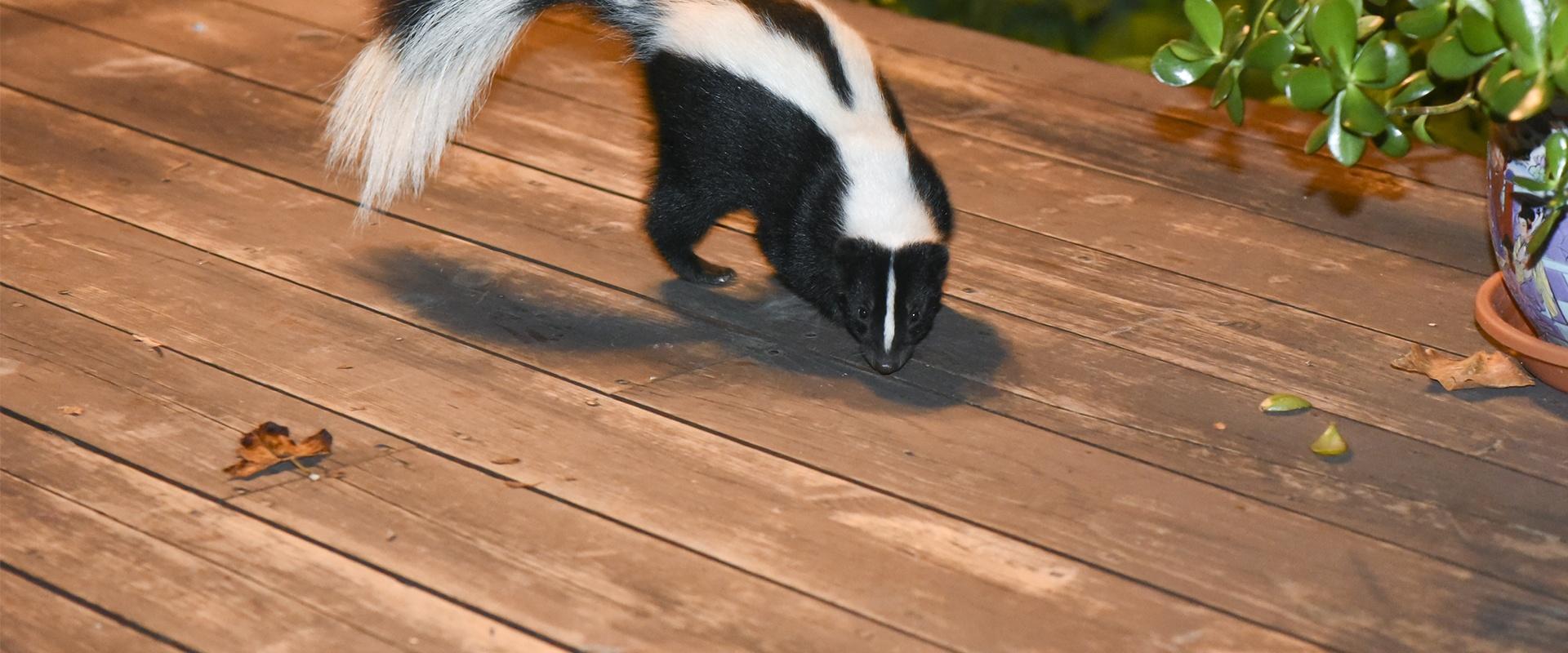 a skunk on a homes patio