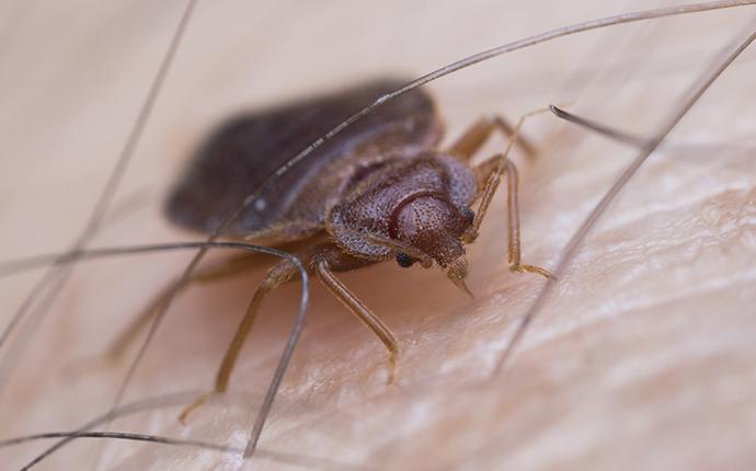 a large bed bug up close on a human leg