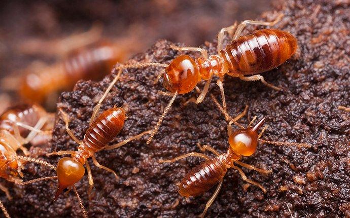 termites chewing wood in a miami home