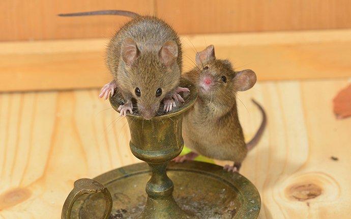 two mice inside a home crawling on furniture