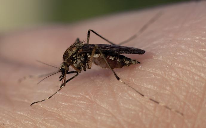 a mosquito biting skin in clinton new jersey