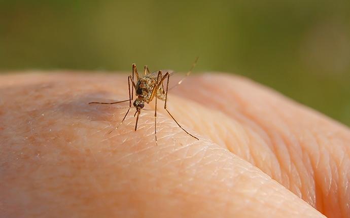 a mosquito biting a persons hand