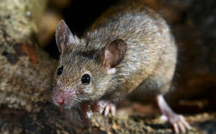 house mouse crawling in a basement in east windsor