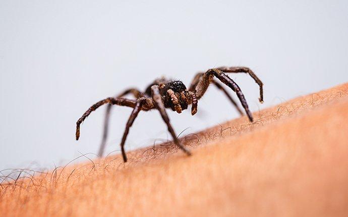 a house spider crawling on an arm