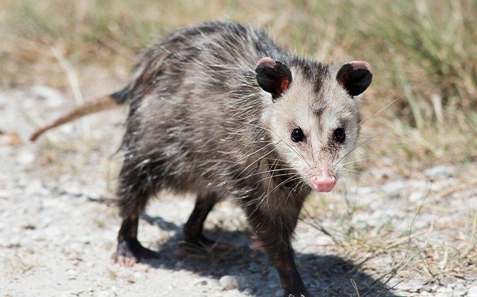 an opossum walking through a yard