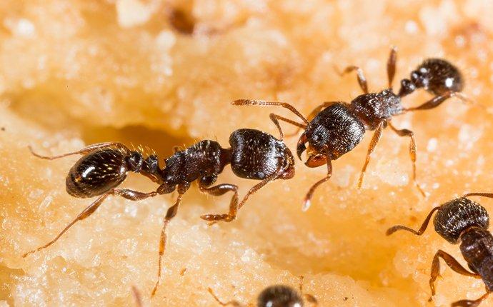 pavement ants on food