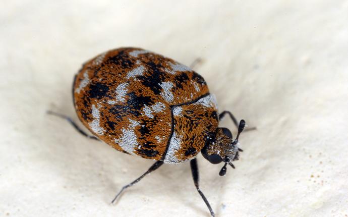close up of carpet beetle