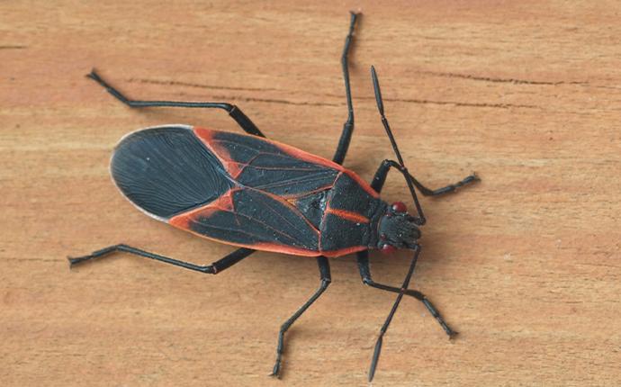 Box Elder Bugs | A Guide To Box Elder Bug Identification & Prevention