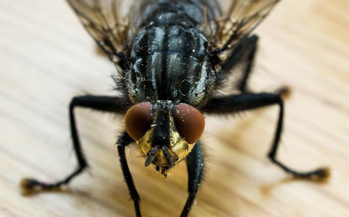 close up of a house fly