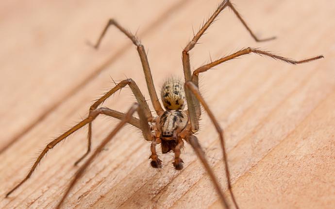 house spider on wooden planks