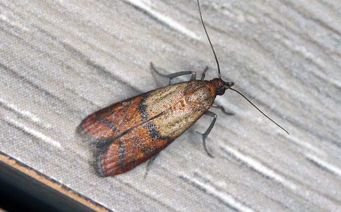 a moth on a wood plank