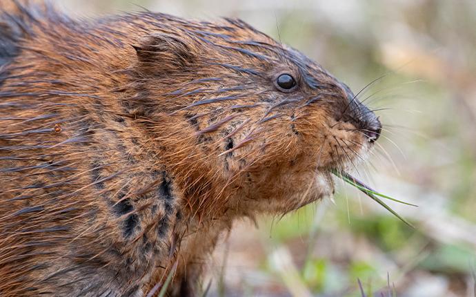 muskrat with grass in its mouth