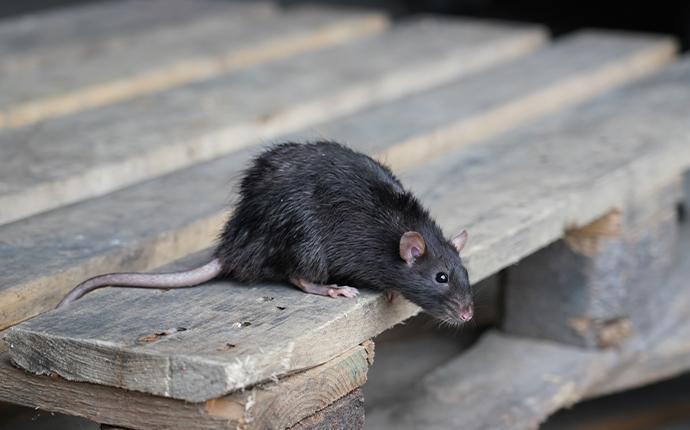 A Guide To Roof Rat Identification & Prevention In NJ | Amco Pest Solutions