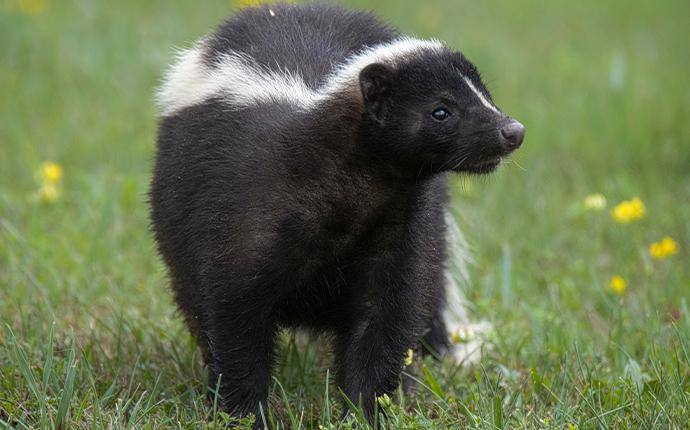 skunk in the grass