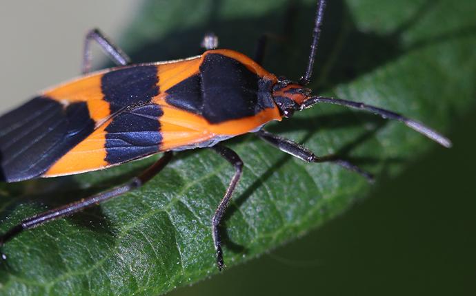 boxelder bug on leaf