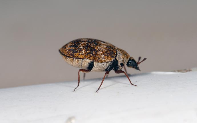 close up of a carpet beetle