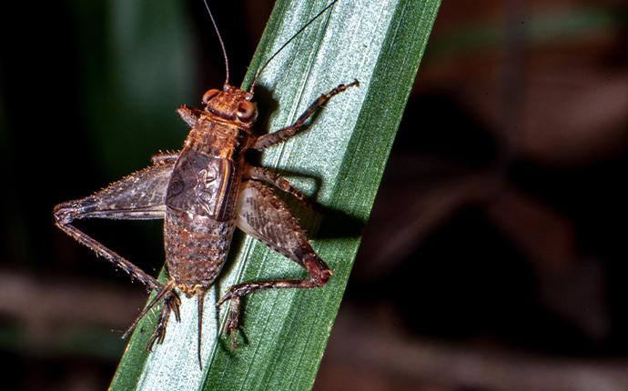 cricket on a grass blade