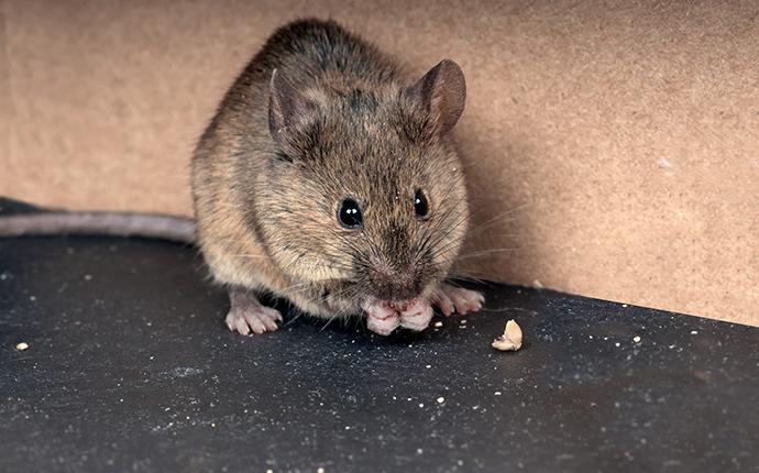 a mouse eating crumbs on the floor