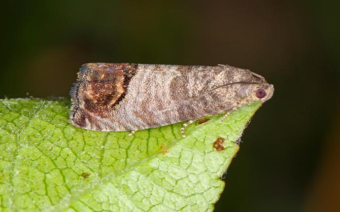 a moth resting on a leaf