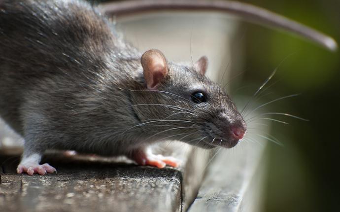 a rat resting on a wood plank