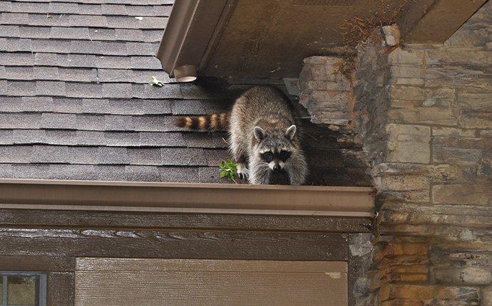 a raccoon crawling on a houses roof