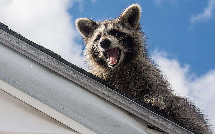 raccoon pest wildlife