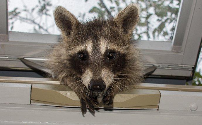 a raccoon trying to get inside of a house through a window