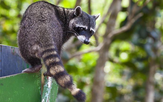a raccoon perched on a branch