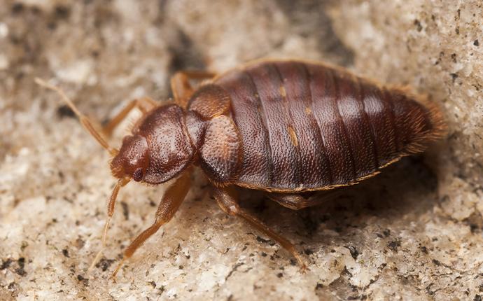 close up of bed bug on dirt