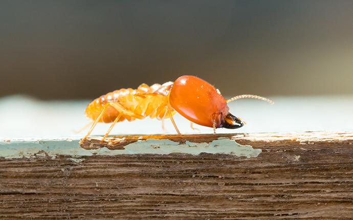 close up of termite on wood
