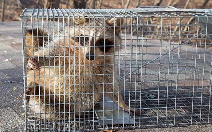a raccoon in a trap