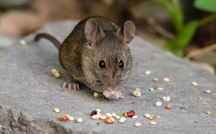 a mouse outside a house