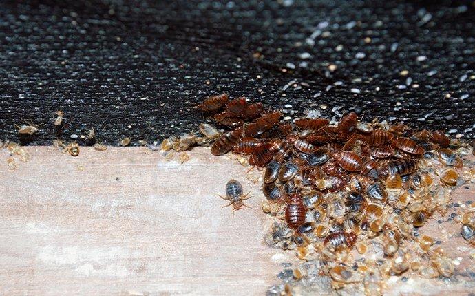 bed bug infestation on furniture