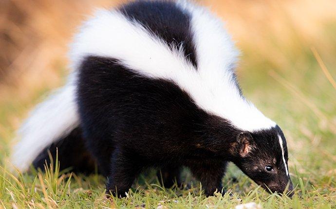 a skunk foraging for food in a yard