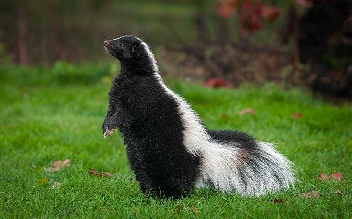 a skunk in a yard looking for food
