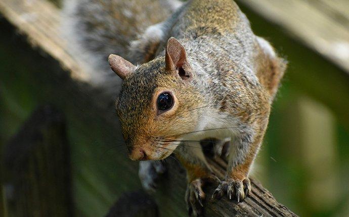 an up close image of a squirrel on a tree in a yard