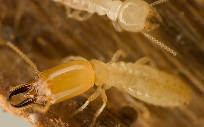 an up close image of a subterranean termite