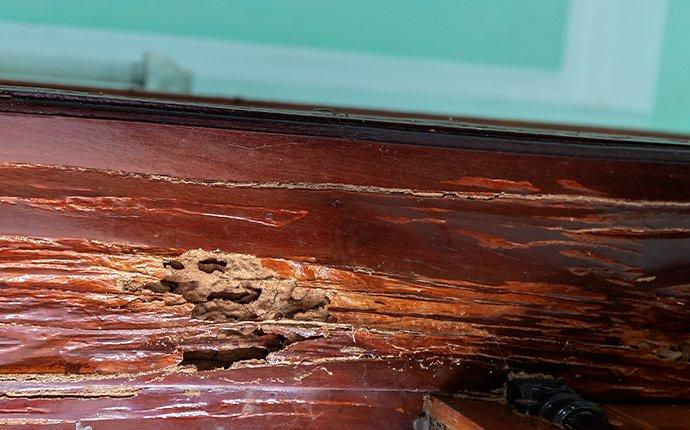 termite damage on wood door frame