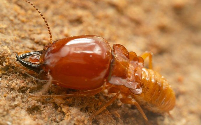 an up close image of a termite eating wood