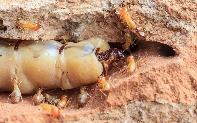 termites burrowing into wood